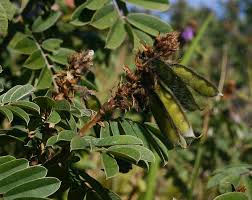 Image result for Tephrosia aequilata