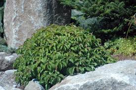 Native to (or naturalized in) oregon: Cornus Sericea Kelseyi Landscape Plants Oregon State University
