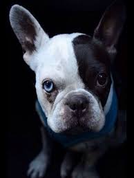 Black And White Frenchie With Blue Eyes Bruno The Pied French Bulldog With One Blue Eye Stunning Animals Dogs Boston Terrier