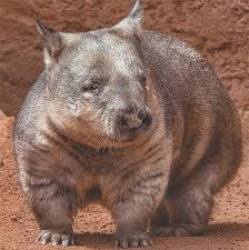 Image result for Northern hairy-nosed wombat