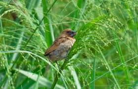 Very widespread in north america, this melodious sparrow is among the most familiar birds in some areas, such as the northeast and midwest. Mengenal Burung Mungil Khas Tropis Burung Pipit