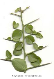 Image result for Gymnosporia glaucophylla