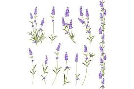Set Of Lavender Flowers Lavender Tattoo Lavender Flowers Flower Doodles
