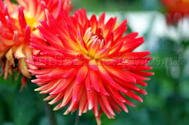 As well as our indoor plants, we also have a variety of garden plants, including ornamental bay and olive trees. Spring Flowers Uk Garden Flowers Delivery London Spring Bulbs