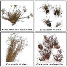 Image result for Eleocharis confervoides