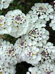 Candytuft Iberis Sempervirens Beautiful Flowers Plants Planting Flowers