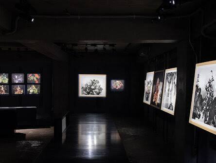 Wada Fine Arts Y++