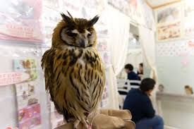 In the owl cafe sit around 25 owls, of varying sizes and breeds, quietly eyeing the human guests as they step around the quiet room. Akiba Fukurou The Best Owl Cafe In Tokyo The Best Japan