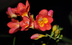 Freesia Innocent Beauty Friendship Fresia Flower Perennial Flowering Plants Freesia Flowers