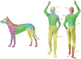 Most of the lymph nodes, including your cervical. 1 Frontal Cervical 2 Parotid 3 Posterior Cervical 4 Axillary 5 Download Scientific Diagram