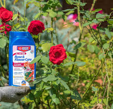 Caring For Roses In The Summer Reviews And Other Stuff