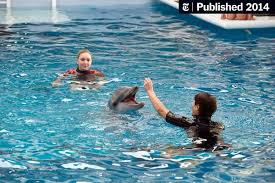 Travel behind the scenes of winter's amazing story. Dolphin Tale 2 A Sequel About A Search The New York Times
