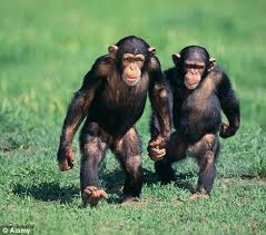 Desperate Zookeepers Turn To Online Dating For Animals To Find Ideal Mates For Rare Species Animals Animals Beautiful Zoo Animals
