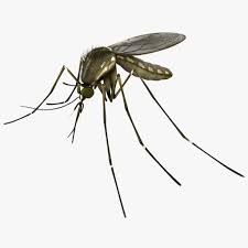 Mosquito 3d Model Ad Mosquito Model 3d Model Mosquito Model