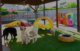 Enjoy the day at the babysitting daycare center. 1 Doggie Daycare Pet Resort In Little Rock Ar Premium Doggy Daycare Near Little Rock North Little Rock Cammack Village Sherwood The Surrounding Areas