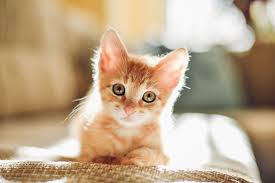 Tissue injury and inflammation occur. Strains Sprains And Pulled Muscles In Kittens Healthy Paws