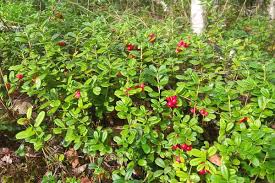 Roll each half into a log and wrap in plastic wrap. Cranberries Roh Essen Ist Es Gesund Oder Schadlich Gartenlexikon De
