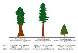 The Redwood And The Giant Sequoia Kimcampion Com