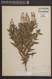 Image result for Lysimachia tenuicaulis