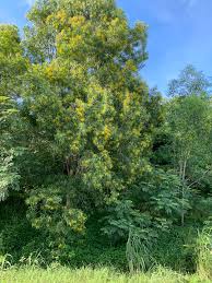 Image result for Acacia auriculiformis