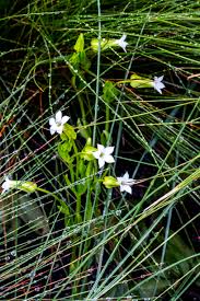 Image result for Syncolostemon canescens