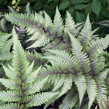 Check spelling or type a new query. If You Think You Know What A Fern Is Think Again The New York Times