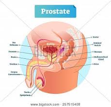 Prep for a quiz or learn for fun! Prostate Labeled Vector Illustration Educational Male Anatomy Scheme With Vas Deferens Penis Urethra Cavernosum Testis And Epidydimis Diagram With Ureter And Rectum Poster Id 257515408
