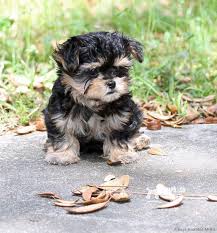 At rosses' grand havanese, we have two litters of beautiful registered havanese available to your home just after thanksgiving. Available Mi Kis Mi Ki Puppies For Sale Always Adorable Mi Kis Papillon Dog