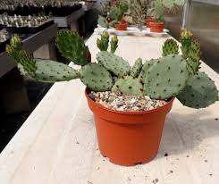 Pickly pear cactus (opunta humifusa). Opuntia Humifusa V Microsperma Stafford Kansas Dw Uhlig Kakteen More Than 5 000 Different Species