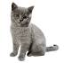 British Shorthair Breeders - Welcome to TICA