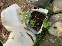 Pollinator Week: Native Seedling Transplant