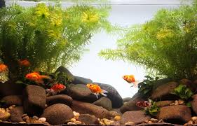 Goldfish Tank Setup – Simple Guide for ...