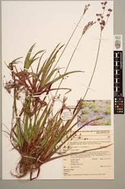 Image result for Juncus lomatophyllus