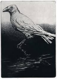 Black And White Raven Art Why Raven Is Black White Black Raven Bird Bp Gulf Of Mexico Oil Spill Crow Series Intaglio Etching 5 X 7 Inch 2010 35 Raven Artwork Etching Crow