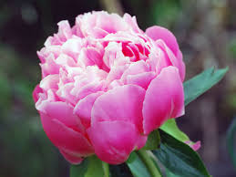 But for this purpose only peonies at the age of. Peony Care And Planting Transplanting And Varieties Peonies In Winter