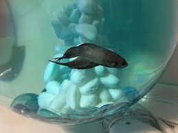 Siamese Fighter Betta Fish London North West London Pets4homes