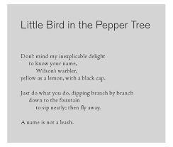 Beautiful Poem By Mary Oliver Little Bird In The Pepper Tree As Always The Perfect Ending Poetic Words Mary Oliver Quotes Mary Oliver Poems