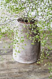 Pin By Merci Pour Le Chocolat On Plantes Plants Hanging Plants Planting Flowers