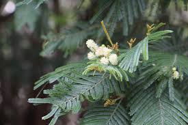 Image result for Acacia kamerunensis