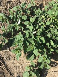 Image result for Boerhavia coccinea