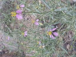 Image result for Fagonia