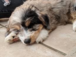 Generally speaking, a puppy can control their bladder one hour for every month of age. How To Discipline Your Australian Shepherd Puppy Aussie University