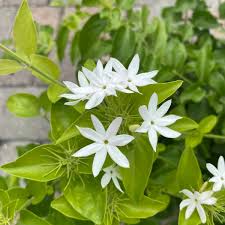 Image result for Jasminum multiflorum