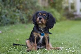 The eyebrows give a black & tan so many. Are Cavalier King Charles Spaniels Hyper Breed Facts Aspca Pet Health Insurance