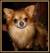 Long Haired Apple Head Chihuahua