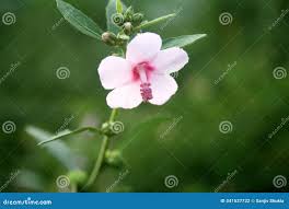 Image result for Urena lobata