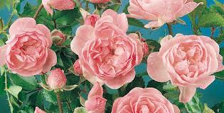 We did not find results for: Rose Rose Antiche Rose Moderne E Rose Inglesi