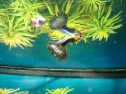 Der Ultimative Guppy Guide Alles Wissenswerte Zu Den Guppys