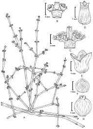 Image result for Viscum littorum