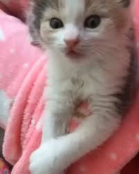 awww so pretty cute funny animals funny animals cute animals
